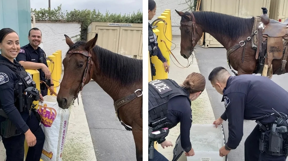 Drunk Person Riding A Horse Arrested After Storming Through Traffic In